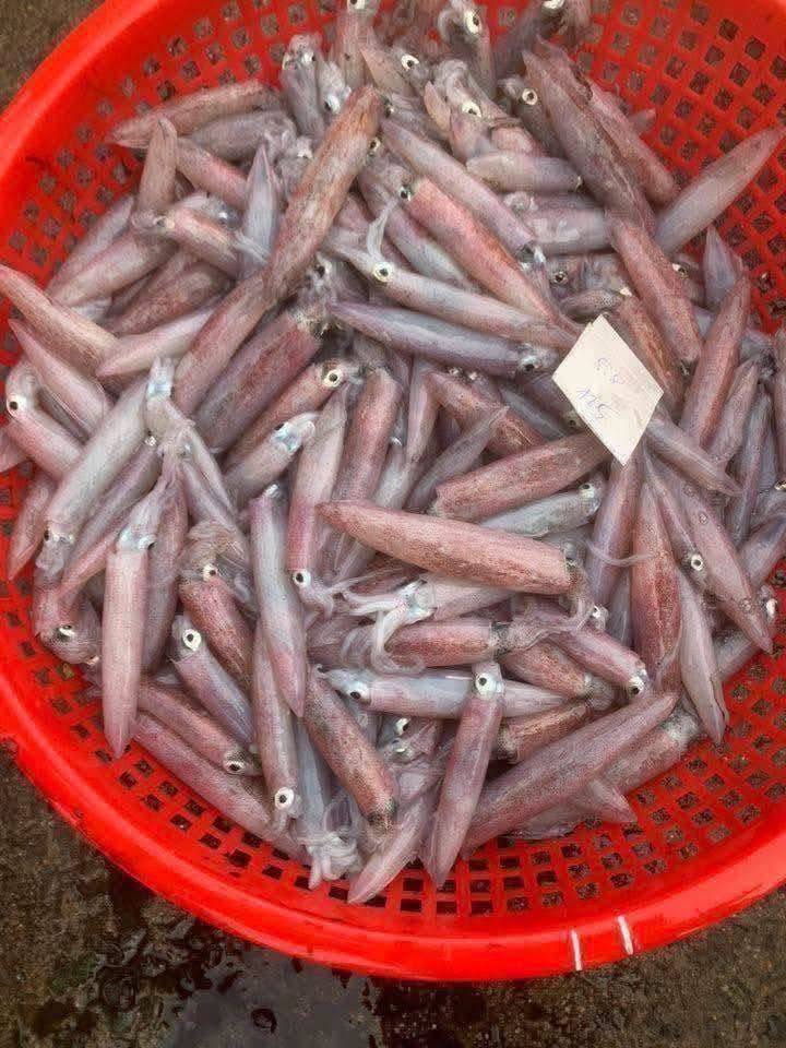 Кальмар mực ống ghim bờ A hàng loại, кальмар mực ống ghim, сорт 1