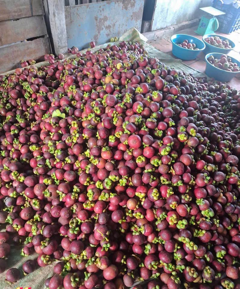 «Măng cục» — вероятно, мангостан, россыпью
